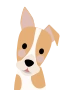 Jack Russelin terrieri