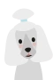 Villakoira