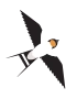 Pääskynen