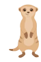 Mangusti