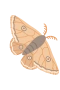 Yöperhonen