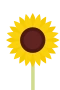 Auringonkukka