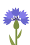 Ruiskaunokki