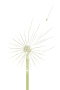 Voikukka