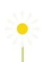 Päivänkakkara