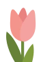 Roosa tulppaani