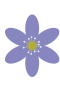 Sinivuokko