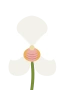 Valkoinen orkidea