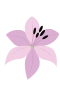 Lilja