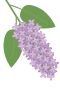Syreeni