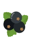 Mustaherukka