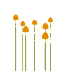 Valkoinen kaunopunahattu